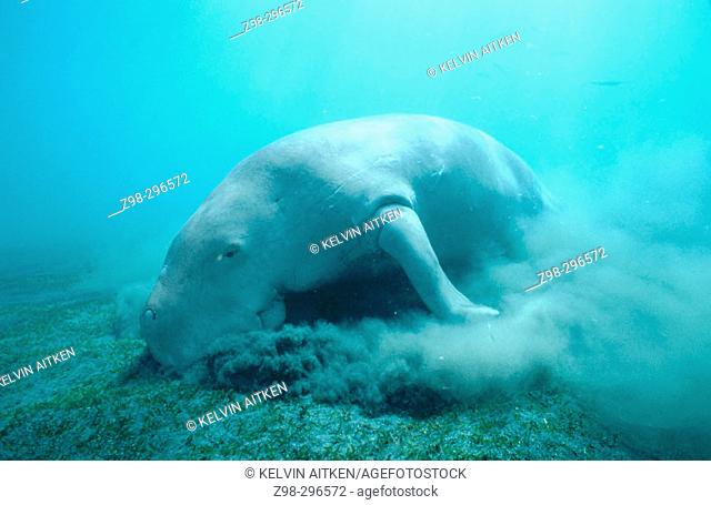 Dugong (Dugong dugon) adult male feeding on sea grass (Cymodocea serrulata). Tropical Indo Pacific from the Red Sea to Vanuatu
