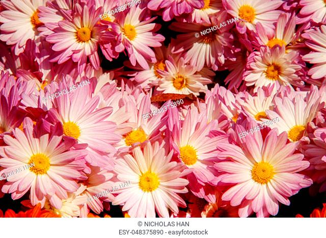 The flowers chrysanthemum wallpaper in autumnfor background picture