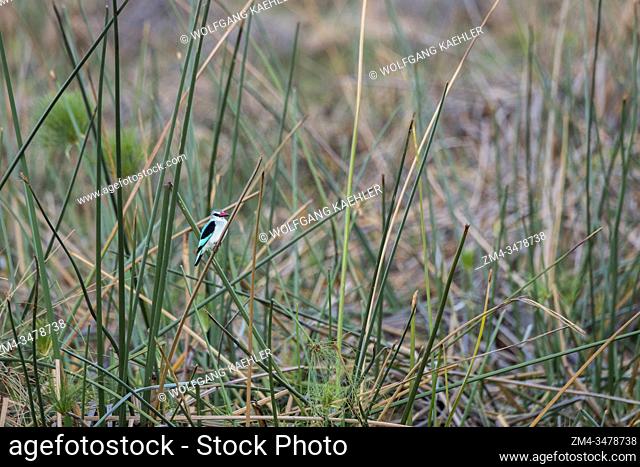 A Woodland Kingfisher (Halcyon senegalensis) is perched on reeds in the Jao concession, Wildlife, Okavango Delta in Botswana