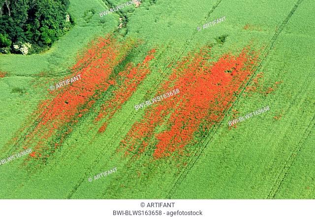 common poppy, corn poppy, red poppy Papaver rhoeas, air photo of a grain field with red poppy, Germany, Saxony-Anhalt, Ballenstedt