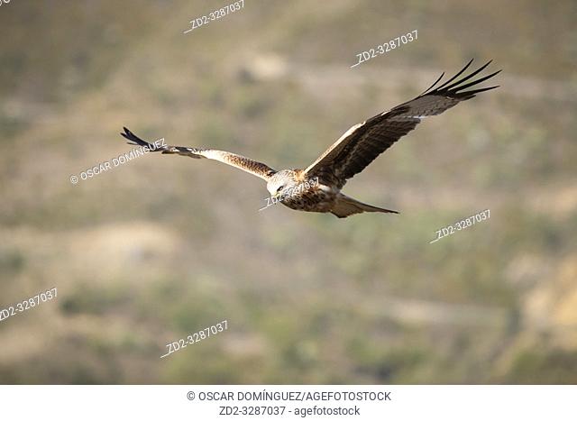 Red Kite (Milvus milvus) in flight. Pre-Pyrenees. Lleida province. Catalonia. Spain