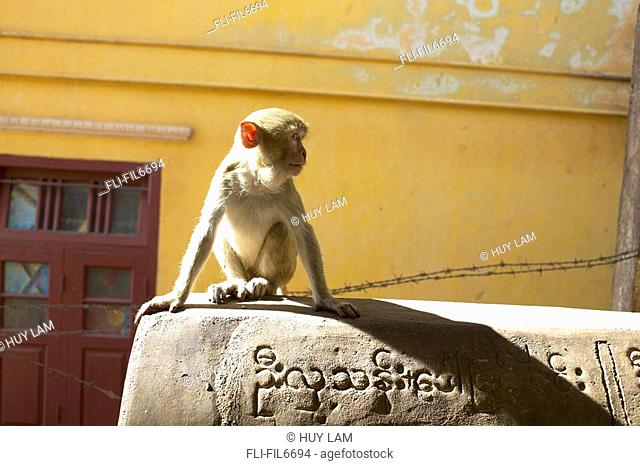 Monkey, Bagan, Myanmar Burma