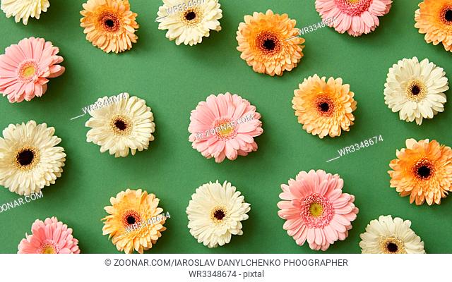 Creative pattern of brightly colored gerbera flowers on a green background from post card Mother's Day or 8 march . Flat lay