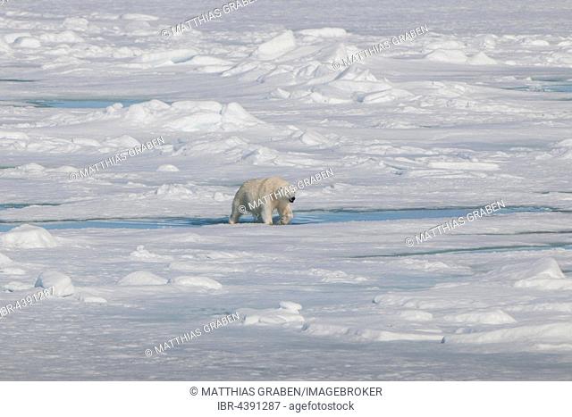 Polar bear (Ursus maritimus) on pack ice, Spitsbergen, Norway