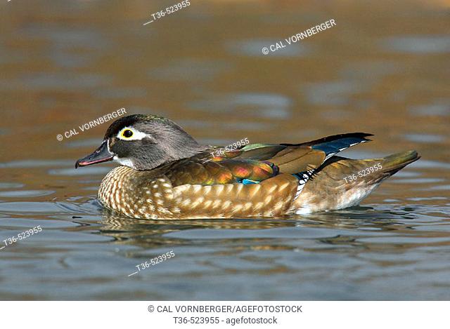 A female Wood Duck (Aix sponsa) floating on the cold waters of Central Park Lake early on a winter's morning. New York. USA
