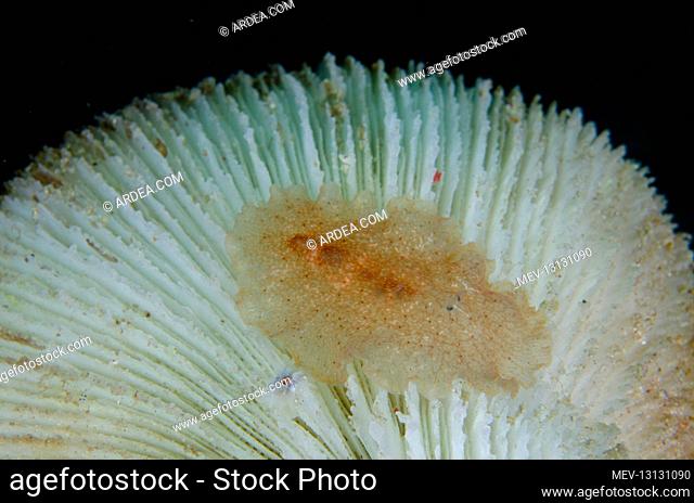 Raceflatworm on Mushroom Coral (Fungia sp) - Tampa Fufu dive site, Bangka Island, north Sulawesi, Indonesia, Pacific Ocean