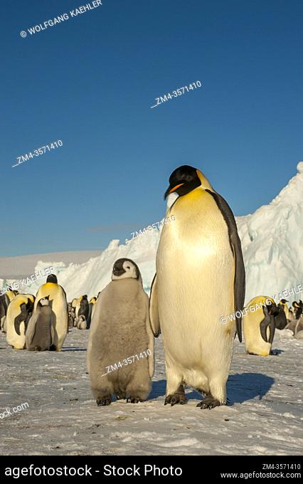 An adult Emperor penguin (Aptenodytes forsteri) with chick in front of the Emperor penguin colony on the sea ice at Snow Hill Island in the Weddell Sea in...