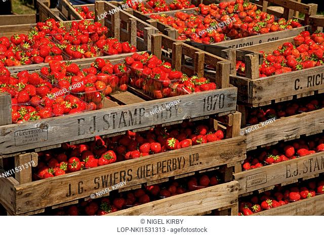 England, North Yorkshire, Harrogate. Crates of fresh British strawberries for sale