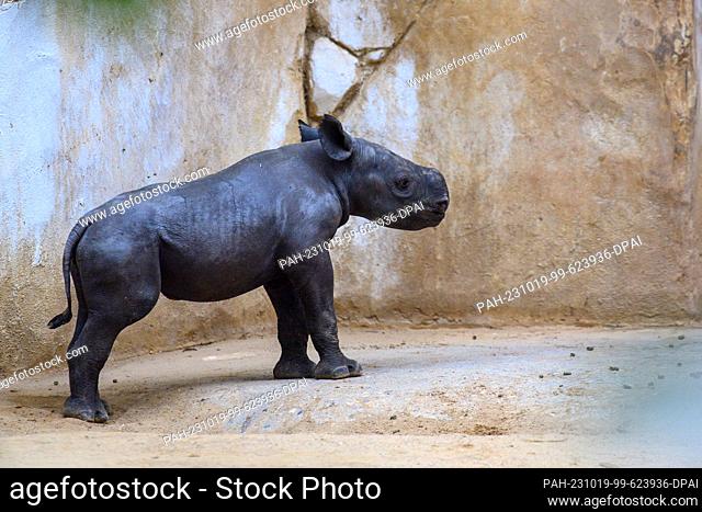 19 October 2023, Saxony-Anhalt, Magdeburg: A rhino calf stands in its enclosure at Magdeburg Zoo. The young animal is a girl and was born on 08 October 2023