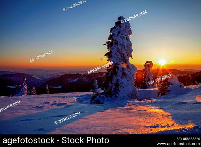 Sunset in front of snow-covered spruce trees, winter, Feldberg, Black Forest, Baden-Württemberg, Germany
