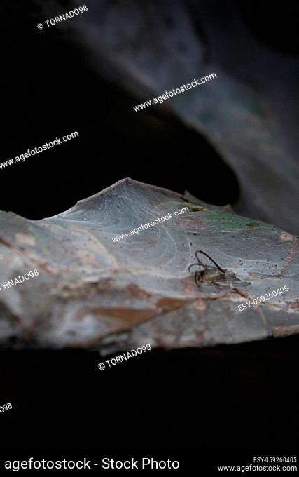 Fall webworms (Hyphantria cunea) nestled in a tree cocoon wrapped around dying leaves during the Autumn season against a dark background