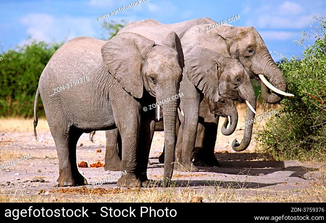 Elefanten im Chobe Nationalpark, Botswana; Loxodonta africana; elephants at Chobe National Park, Botsuana