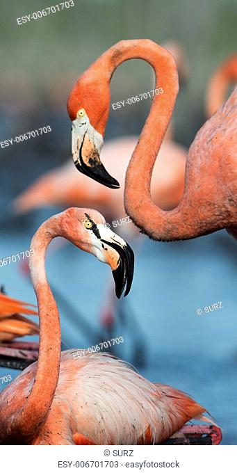 Portrait of two Great Flamingo on the blue background . Rio Maximo, Camaguey, Cuba