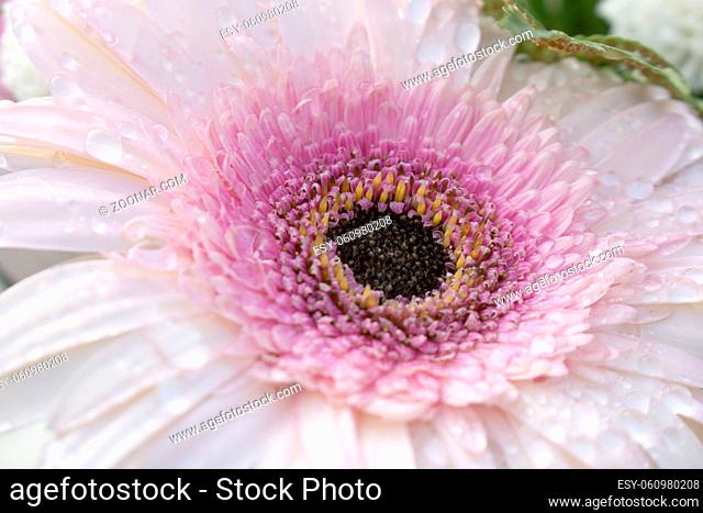 Horizontal macro photo of the intricate center of a beautiful soft pink Gerbera flower in full bloom covered in water drops from morning dew