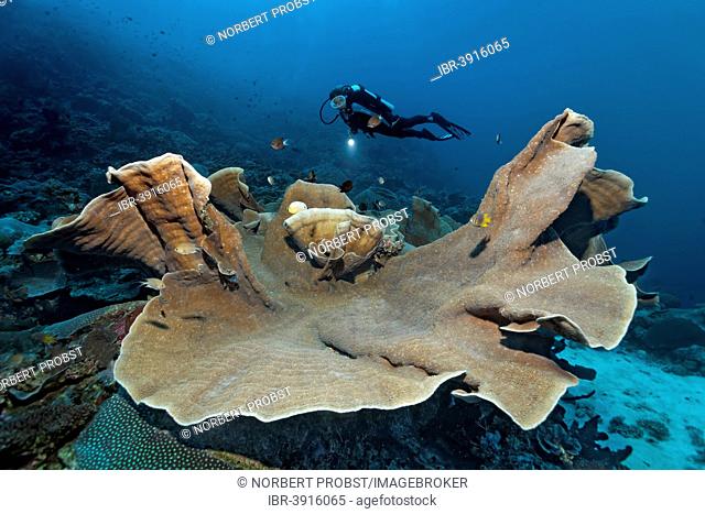 Pagoda Coral (Turbinaria mesenterina), scuba diver at the back, Great Barrier Reef, UNESCO World Natural Heritage Site, Pacific Ocean, Queensland, Australia