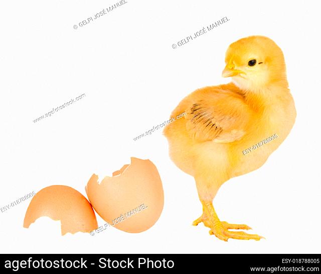 Chicken yellow with broken eggshells