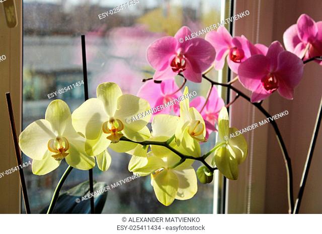 beautiful two different blossoming orchids on the window-sill