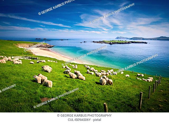 Sheep grazing on hillside, Blasket islands, County Kerry, Ireland