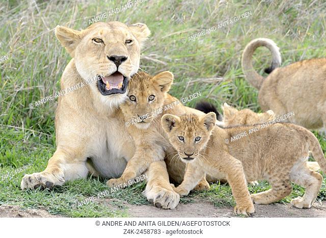 Lion cubs (Panthera leo) playing with lioness mother on the savanna, Serengeti national park, Tanzania