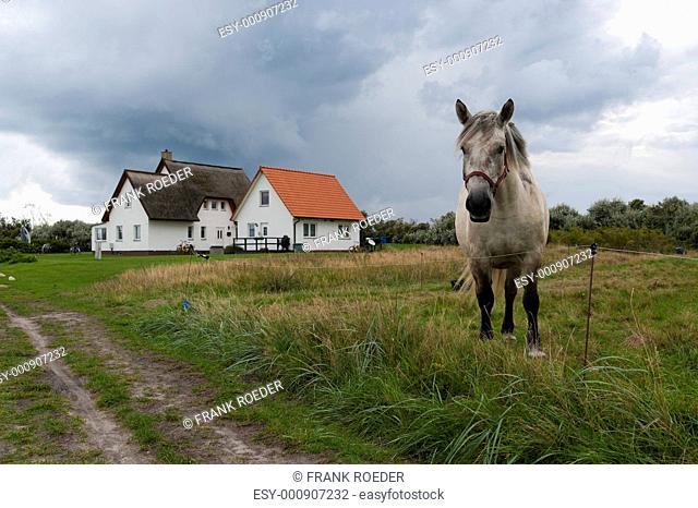 white horse on the pasture in front of white houses