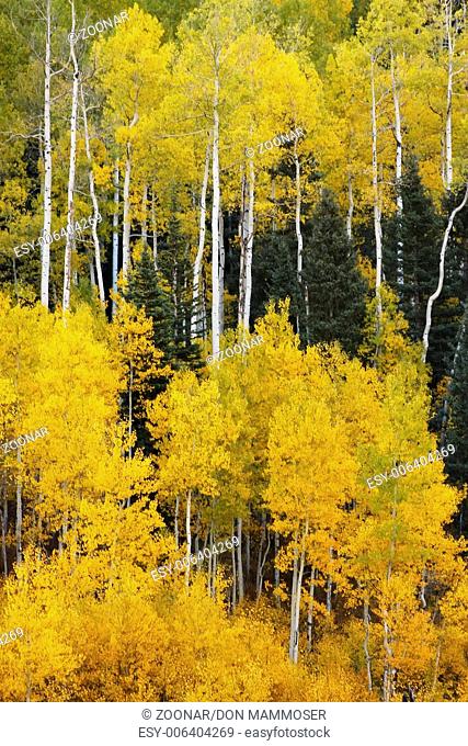 Aspen trees with fall color, San Juan National For