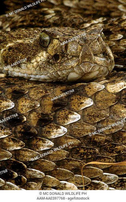 W. Diamondback Rattlesnake (Crotalus atrox), Rio Grande, TX