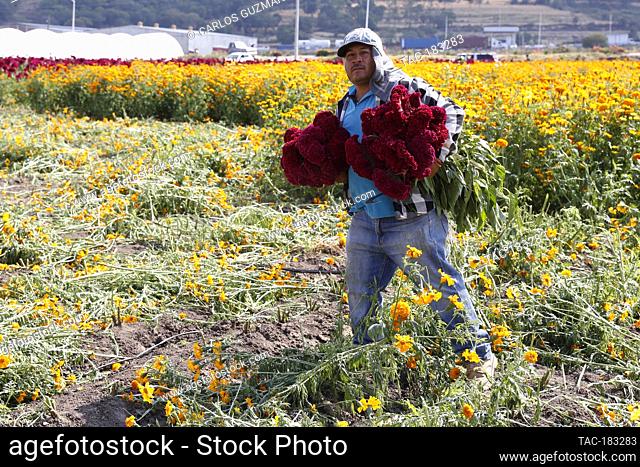 COPANDARO, MEXICO - OCTOBER 28: Farmers harvest the Red velvet Celosia, which were planted in mid-June so that they can be harvested at the end of October