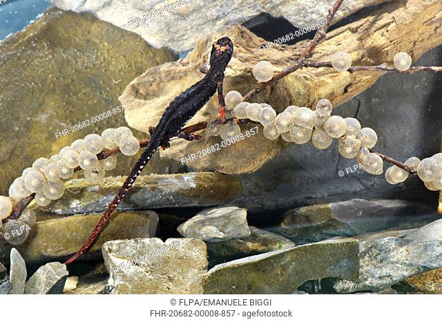 Northern Spectacled Salamander Salamandrina perspicillata adult female, depositing eggs on submerged twig, Italy
