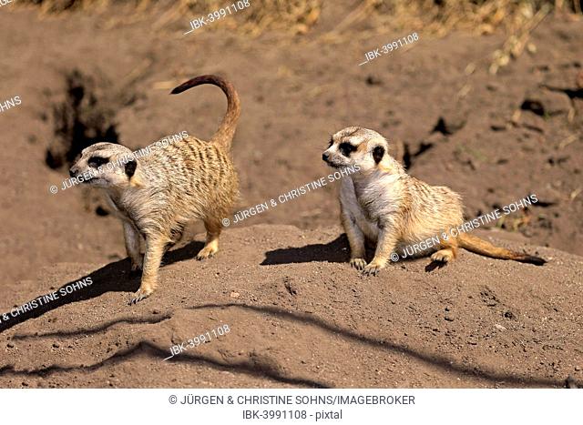 Meerkats (Suricata suricatta), alert pair, Little Karoo, Western Cape, South Africa