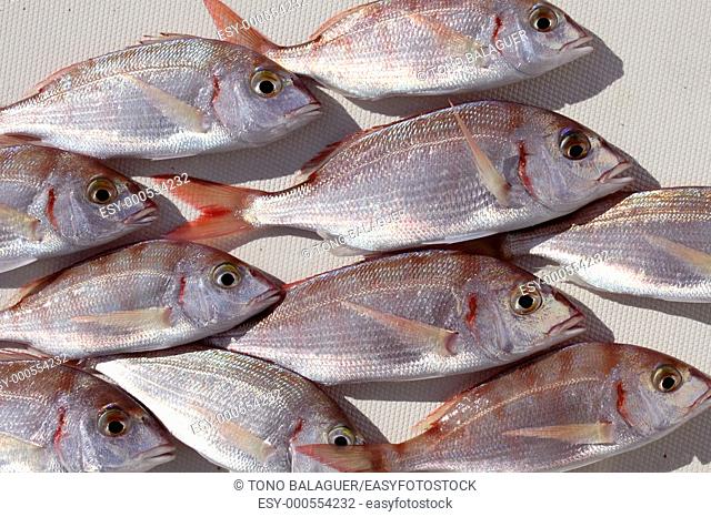 common pandora fish pagellus erythrinus mediterranean catch