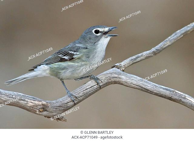 Plumbeous Vireo (Vireo plumbeus) perched on a branch in southern Arizona, USA