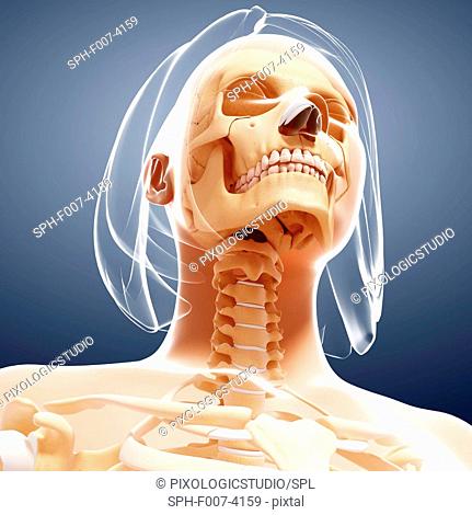 Female skeleton, computer artwork