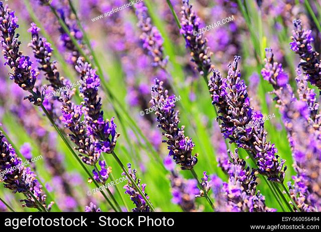 Lavendel - lavender 57