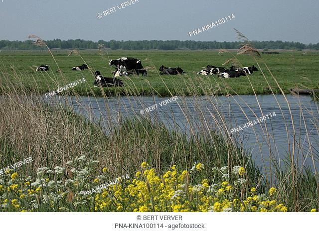Cow Bos domesticus - Nieuwkoopse Plassen, Nieuwkoop, South Holland, The Netherlands, Holland, Europe