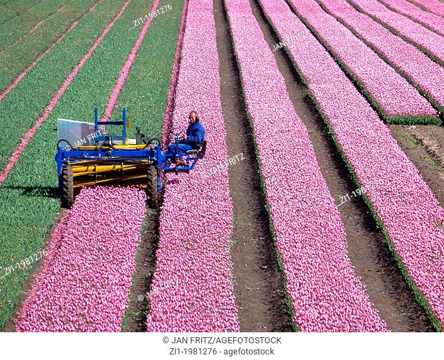 farmer at work at his tulip field in the polder the Beemster in The Netherlands