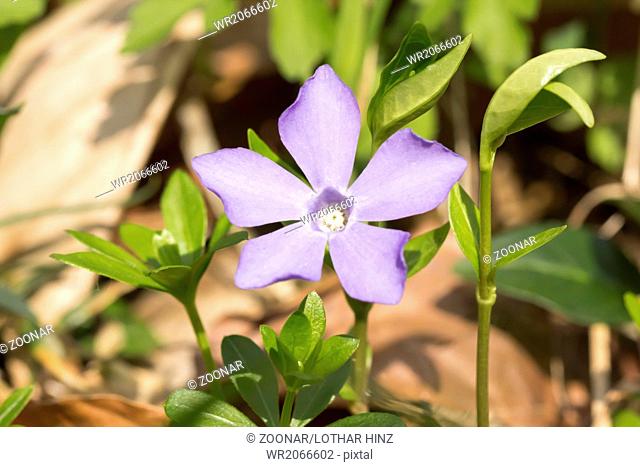 Vinca minor, Purple periwinkle flower, Germany