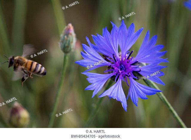 bachelor's button, bluebottle, cornflower (Centaurea cyanus), blossom with starting honey bee, Germany, Bavaria