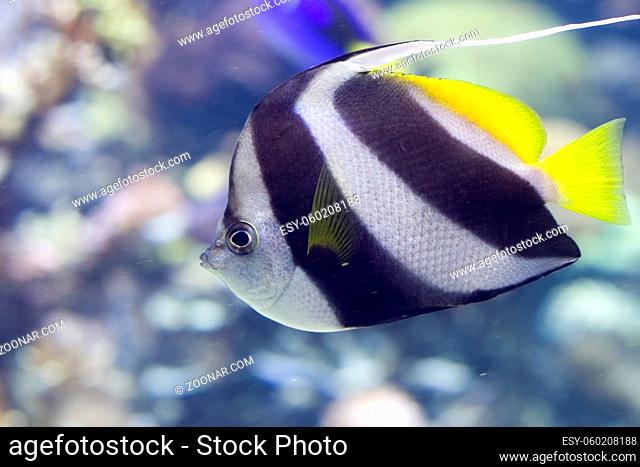Portrait of a Heniochus Black & White Butterflyfish (Heniochus acuminatus)