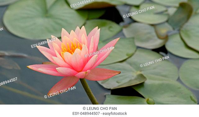 Beautiful lotus flower pond