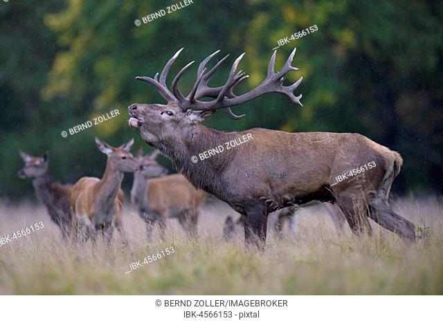 Red deer (Cervus elaphus), roaring, capitalized Brunfthirsch stands in a meadow with Brunftrudel, Kahlwild, bei Regen, Seeland, Denmark