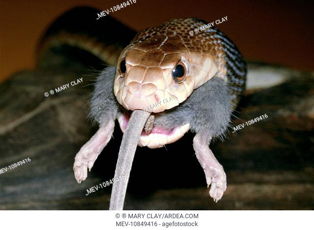 TAIPAN / Fierce SNAKE - eating a mouse (Oxyuranus scutellatus ). Australia