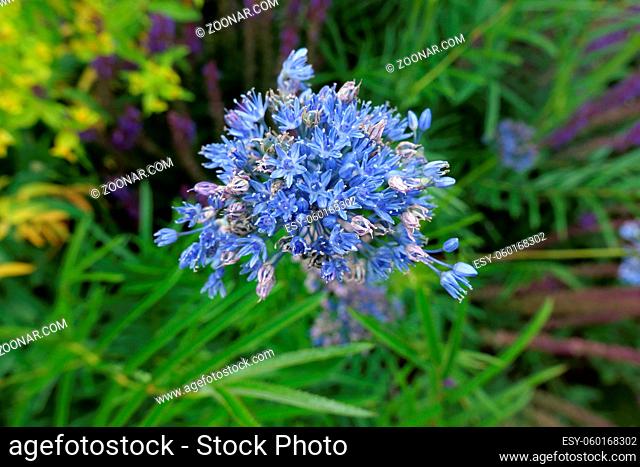 Small delicate blue flowers and green foliage in garden setting. High quality photo