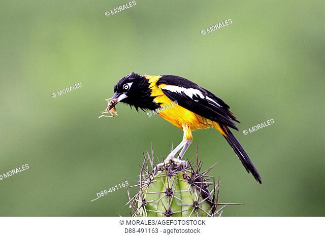Yellow-hooded Blackbird (Agelaius icterocephalus). Venezuela