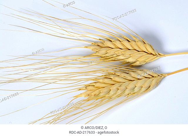 Sanduri Wheat, Triticum timopheevi