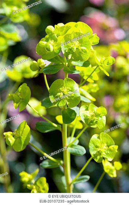 Euphorbia amygdaloides robbiae Light green flowers on bracts of Wood spurge also known as Mrs Robbs bonnet