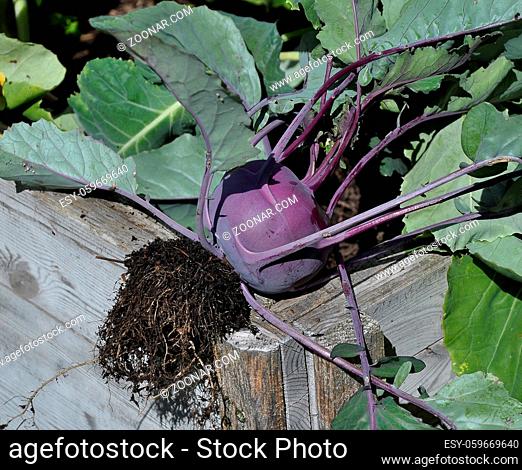 Kohlrabi frisch geerntet auf Hochbeet - Kohlrabi plant in vegatable garden