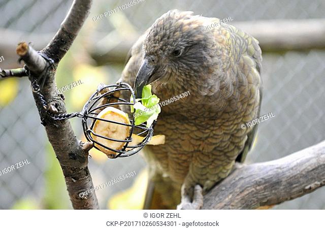 Kea (Nestor notabilis) is seen in Brno Zoo, Czech Republic, on October 26, 2017. The zoo introduced new animal additions and enrichment elements in this day