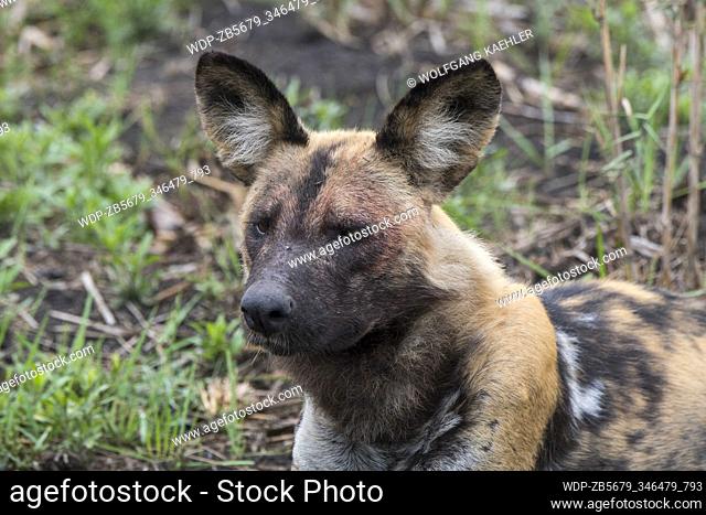 An African wild dog (Lycaon pictus), an endangered animal, is laying on the ground resting in the Jao concession, Wildlife, Okavango Delta in Botswana