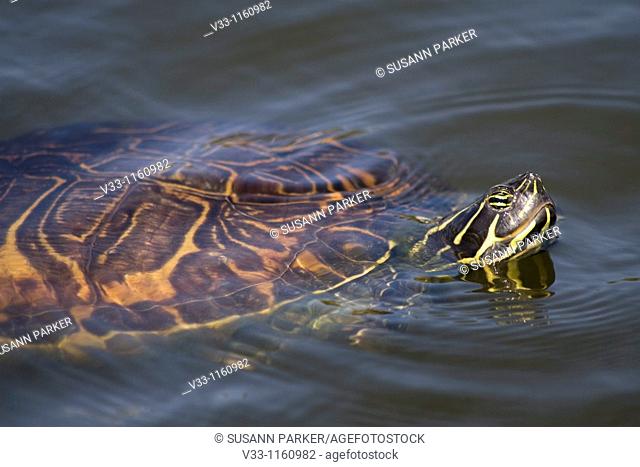 A yellow-bellied turtle swims in a pond in Juno Beach Florida