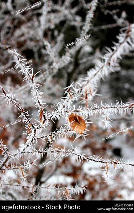 Ice crystals on the beech branch, photo taken during a ski tour to the Schachentor